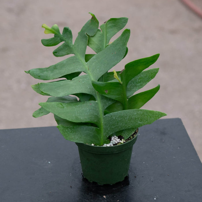 Gabriella Plants Other 4" Cactus Selenicereus chrysocardium "Sharktooth"