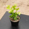 Gabriella Plants Other 4" Cactus Selenicereus chrysocardium "Sharktooth"