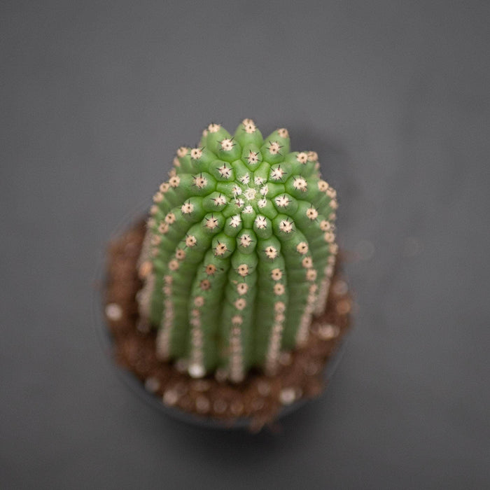 Gabriella Plants Succulent/Cactus 4" Cactus Trichocereus brevispinulosus