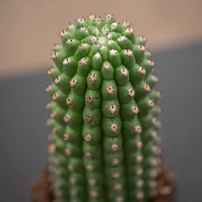 Gabriella Plants Succulent/Cactus 4" Cactus Trichocereus brevispinulosus