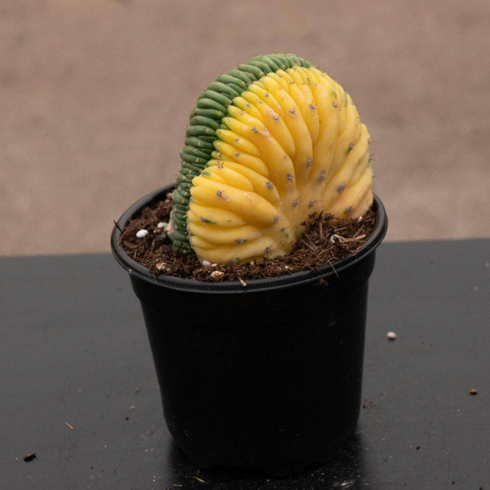 Gabriella Plants Succulent/Cactus 4" Cactus Trichocereus macrogonus var. pachanoi crested variegated 'San Pedro'