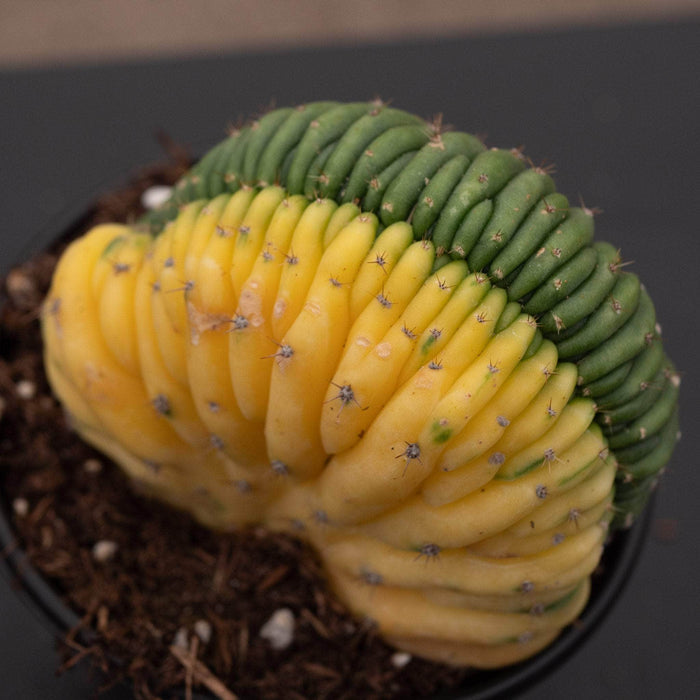 Gabriella Plants Succulent/Cactus 4" Cactus Trichocereus macrogonus var. pachanoi crested variegated 'San Pedro'