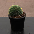 Gabriella Plants Succulent/Cactus 4" Cactus Trichocereus macrogonus var. pachanoi crested variegated 'San Pedro'