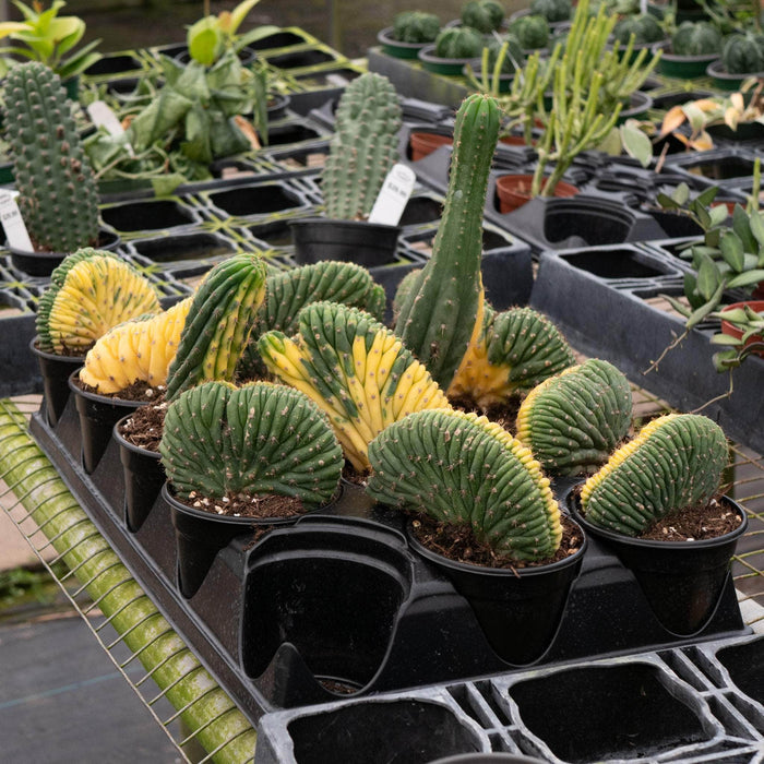 Gabriella Plants Succulent/Cactus 4" Cactus Trichocereus macrogonus var. pachanoi crested variegated 'San Pedro'