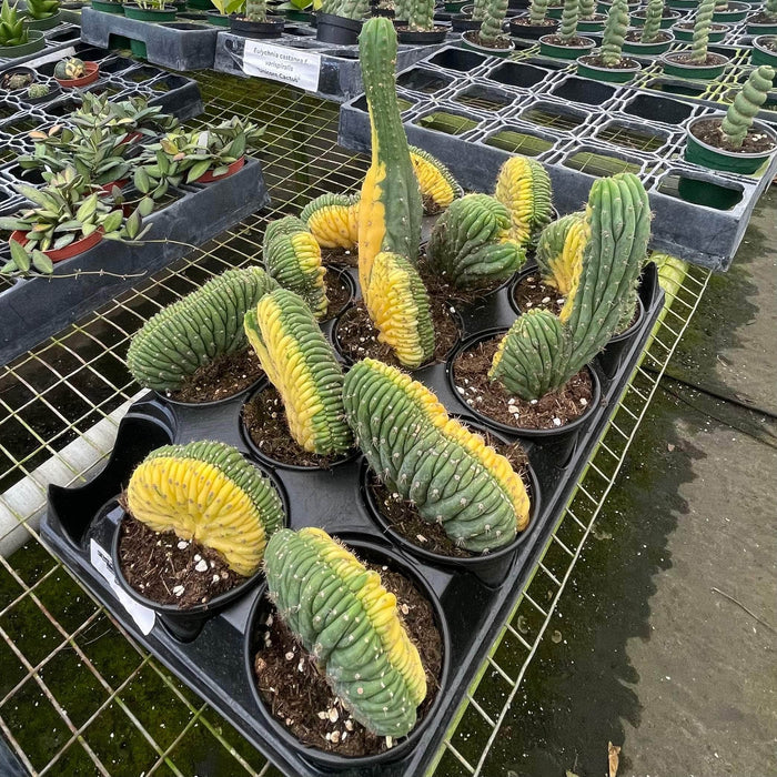 Gabriella Plants Succulent/Cactus 4" Cactus Trichocereus macrogonus var. pachanoi crested variegated 'San Pedro'