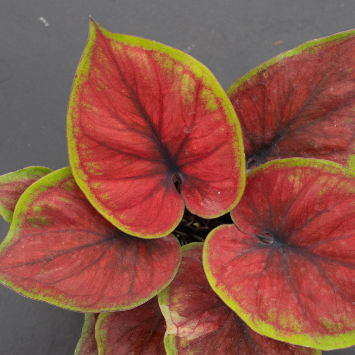 Gabriella Plants Caladium 4" Caladium bicolor 'Hot Dance'