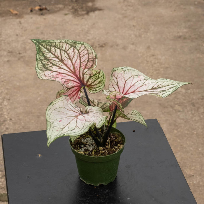 Gabriella Plants 4" Caladium bicolor ‘Lucia’