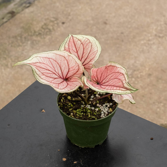 Gabriella Plants 4" Caladium bicolor ‘Lucia’