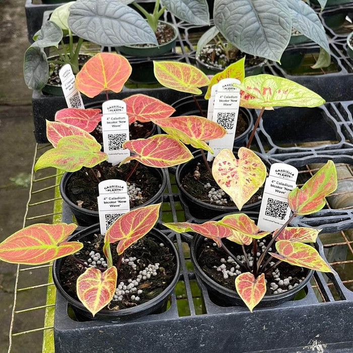 Gabriella Plants Caladium 4" Caladium bicolor 'New Wave'