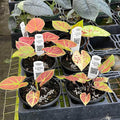 Gabriella Plants Caladium 4" Caladium bicolor 'New Wave'