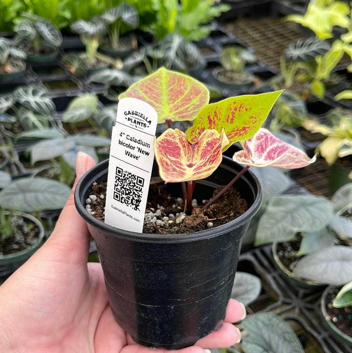 Gabriella Plants Caladium 4" Caladium bicolor 'New Wave'