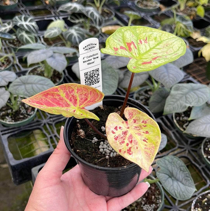 Gabriella Plants Caladium 4" Caladium bicolor 'New Wave'