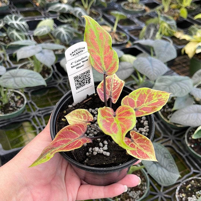 Gabriella Plants Caladium 4" Caladium bicolor 'New Wave'