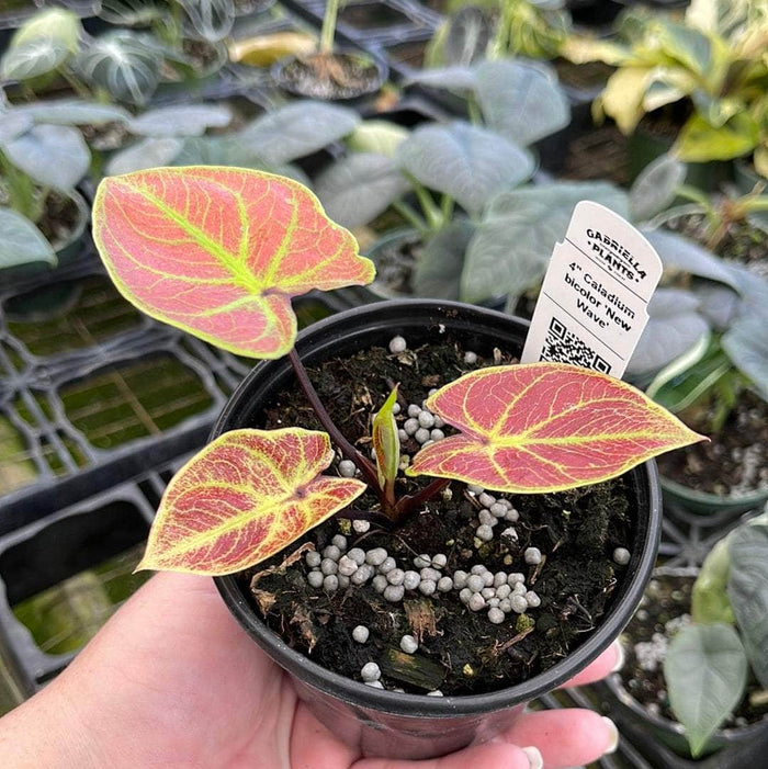 Gabriella Plants Caladium 4" Caladium bicolor 'New Wave'