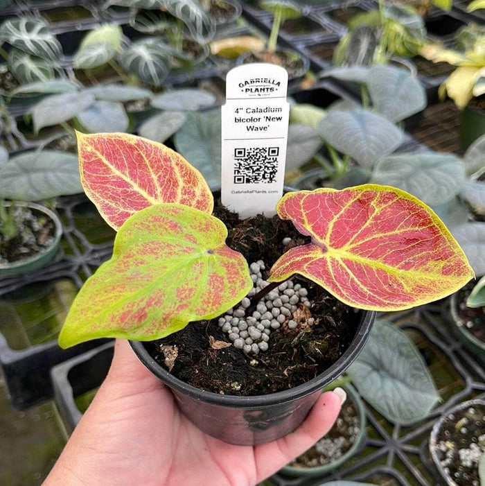 Gabriella Plants Caladium 4" Caladium bicolor 'New Wave'