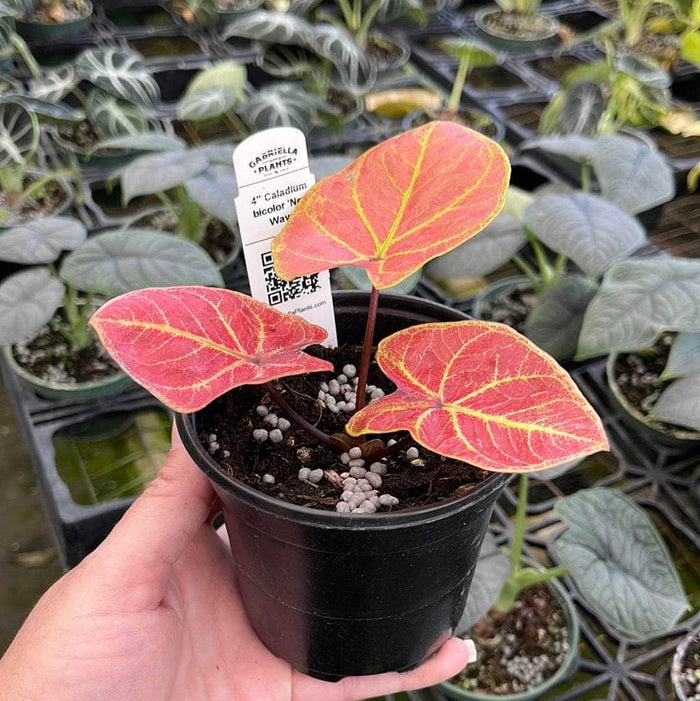 Gabriella Plants Caladium 4" Caladium bicolor 'New Wave'