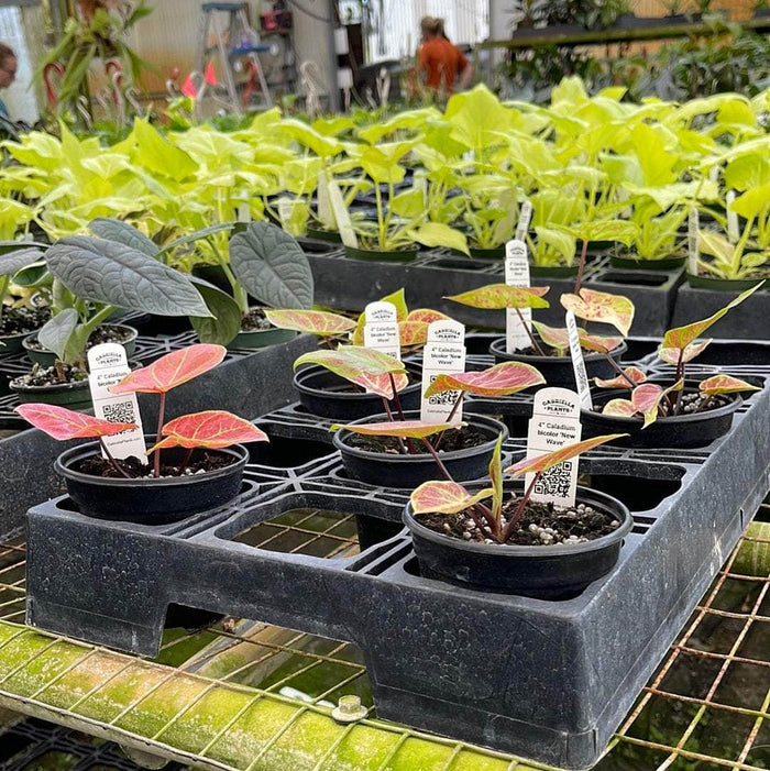 Gabriella Plants Caladium 4" Caladium bicolor 'New Wave'