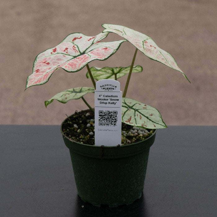 Gabriella Plants Caladium 4" Caladium bicolor 'Snow Drop Kelly'