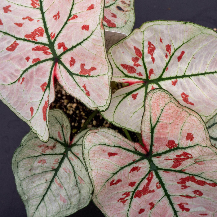 Gabriella Plants Caladium 4" Caladium bicolor 'Snow'