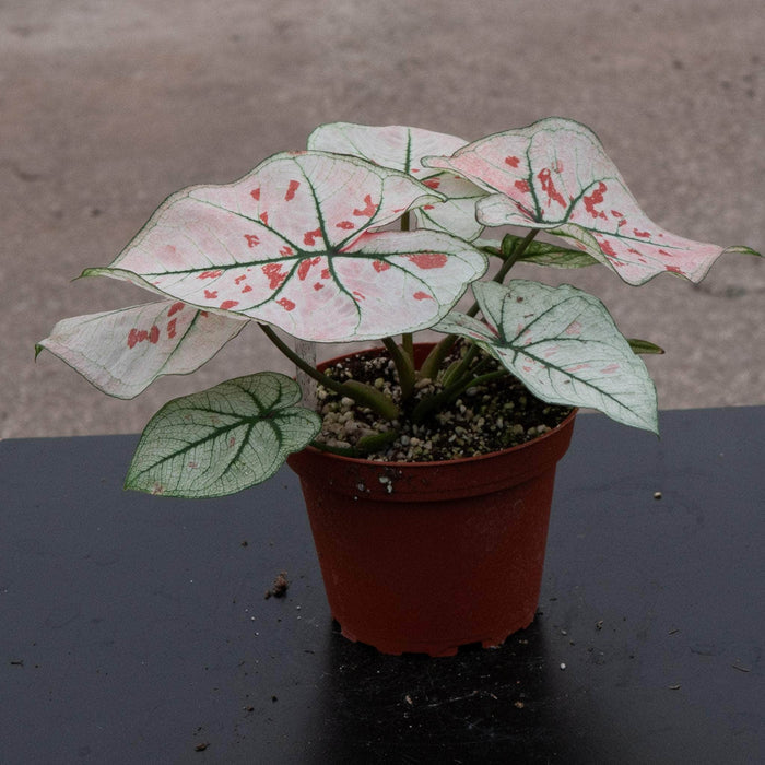 Gabriella Plants Caladium 4" Caladium bicolor 'Snow'