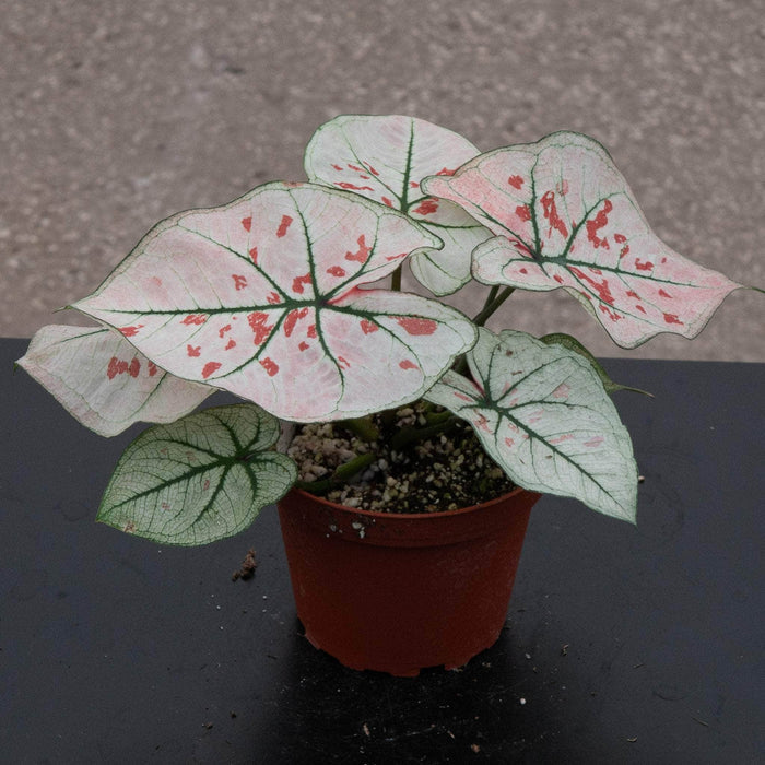 Gabriella Plants Caladium 4" Caladium bicolor 'Snow'