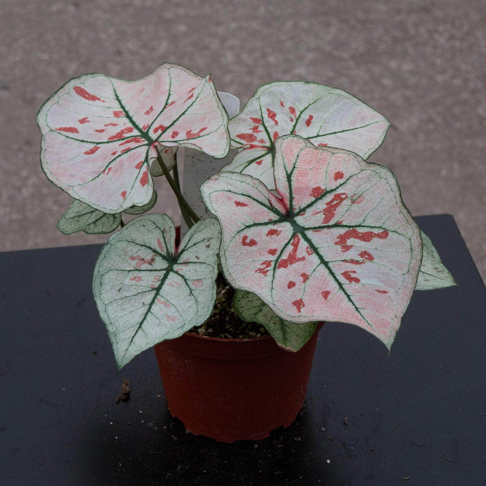 Gabriella Plants Caladium 4" Caladium bicolor 'Snow'