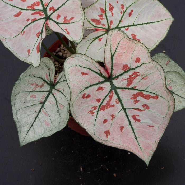 Gabriella Plants Caladium 4" Caladium bicolor 'Snow'
