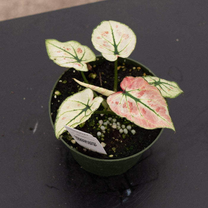 Gabriella Plants Caladium 4" Caladium bicolor 'Strawberry Heart'
