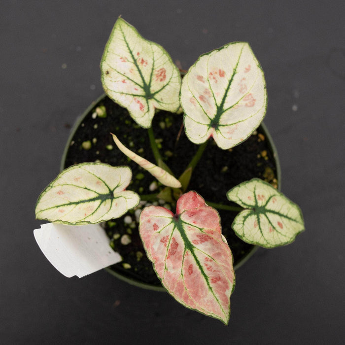 Gabriella Plants Caladium 4" Caladium bicolor 'Strawberry Heart'