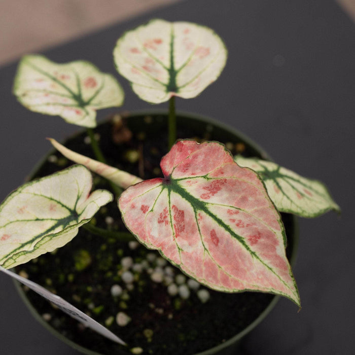 Gabriella Plants Caladium 4" Caladium bicolor 'Strawberry Heart'