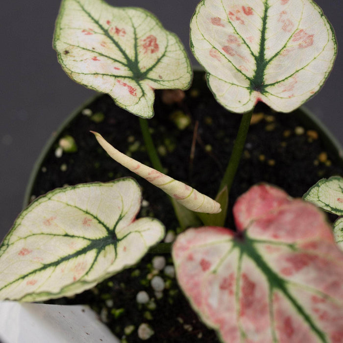 Gabriella Plants Caladium 4" Caladium bicolor 'Strawberry Heart'