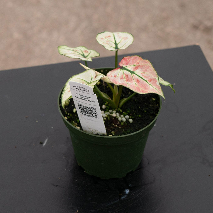 Gabriella Plants Caladium 4" Caladium bicolor 'Strawberry Heart'