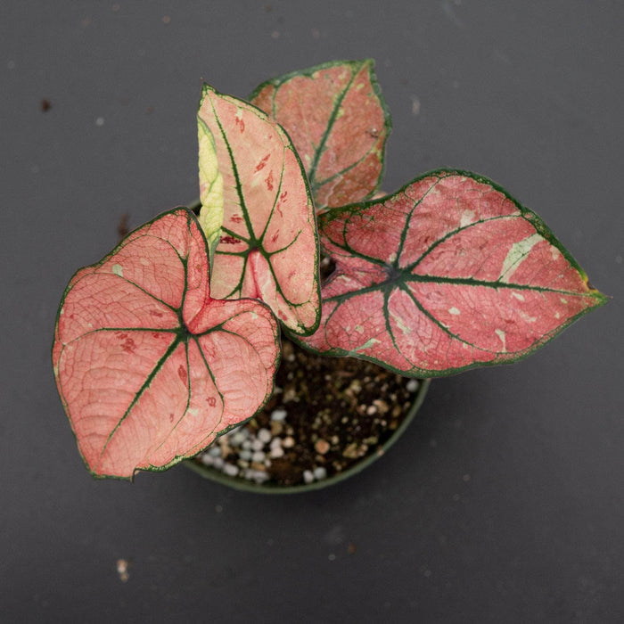 Gabriella Plants Caladium 4" Caladium bicolor 'The Scarlet Girl'