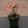 Gabriella Plants Caladium 4" Caladium bicolor 'The Scarlet Girl'