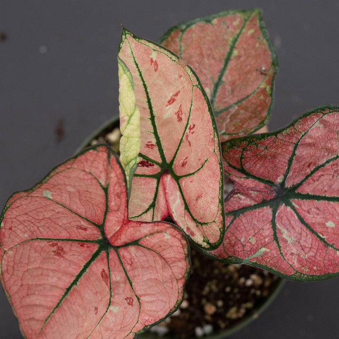 Gabriella Plants Caladium 4" Caladium bicolor 'The Scarlet Girl'