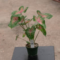 Gabriella Plants Caladium 4" Caladium ‘Camilla’