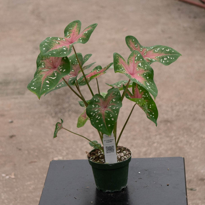 Gabriella Plants Caladium 4" Caladium ‘Camilla’