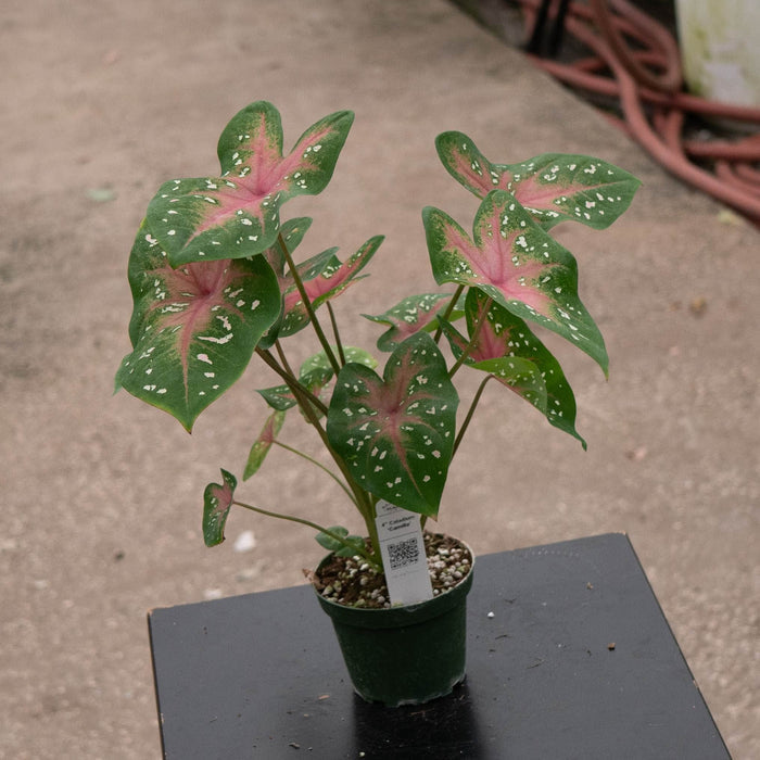 Gabriella Plants Caladium 4" Caladium ‘Camilla’