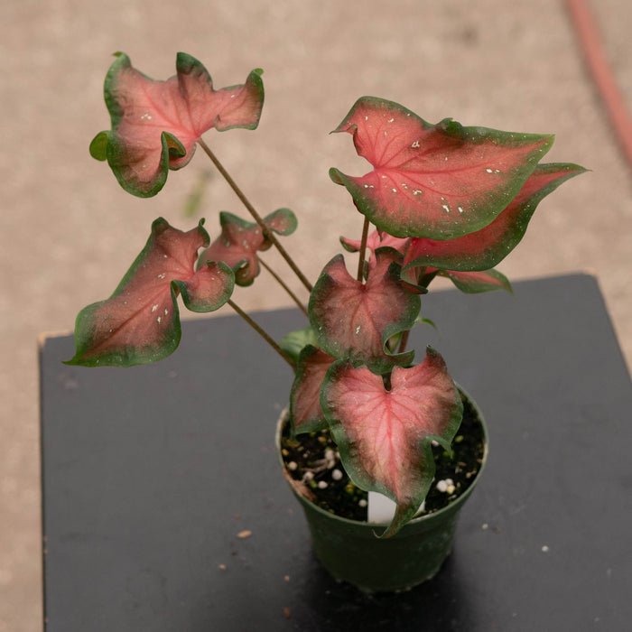 Gabriella Plants Other 4" Caladium 'Fairytale Princess'