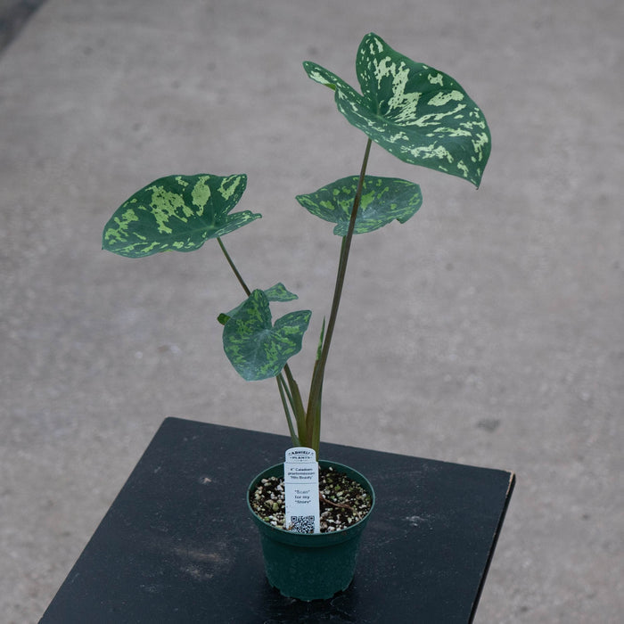 Gabriella Plants Alocasia 4" Caladium praetermissum 'Hilo Beauty'