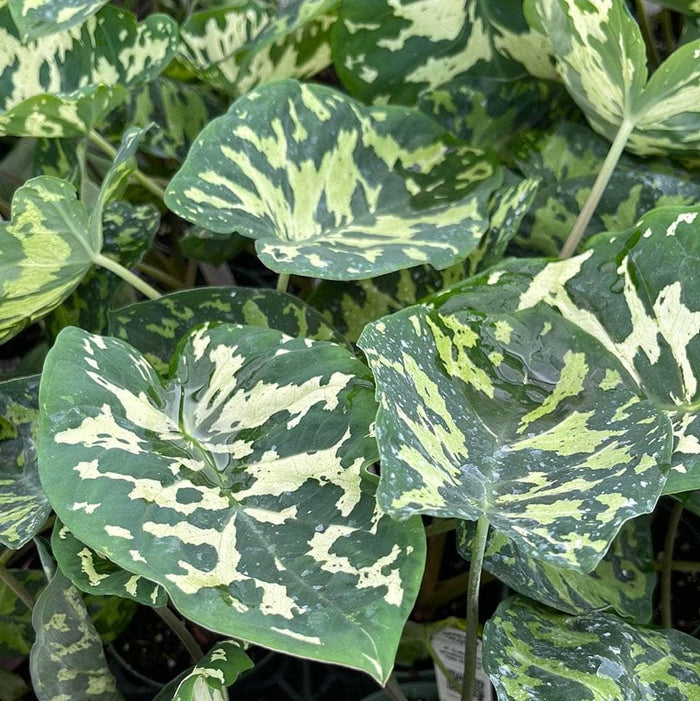 Gabriella Plants Alocasia 4" Caladium praetermissum 'Hilo Beauty'