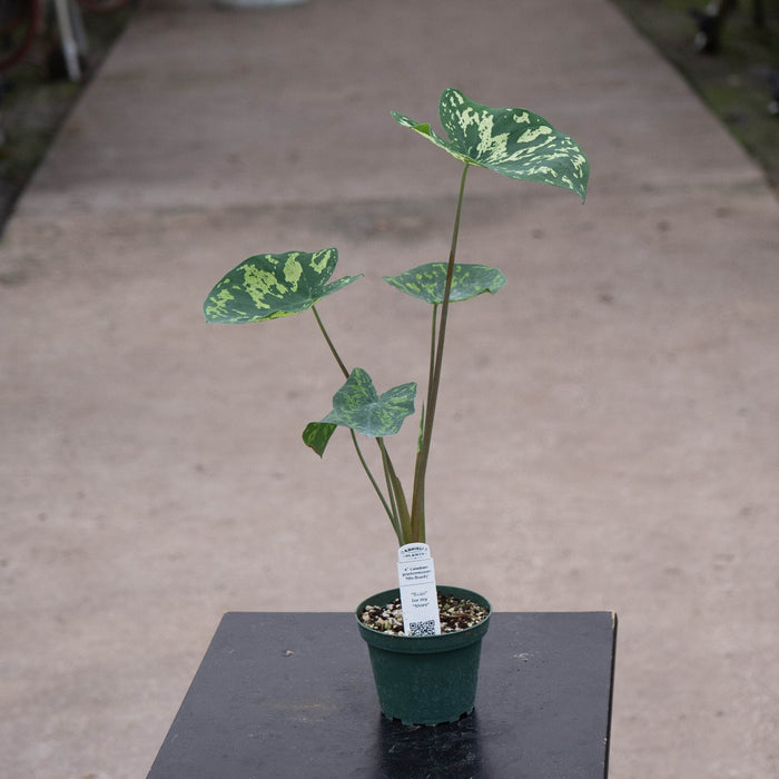 Gabriella Plants Alocasia 4" Caladium praetermissum 'Hilo Beauty'