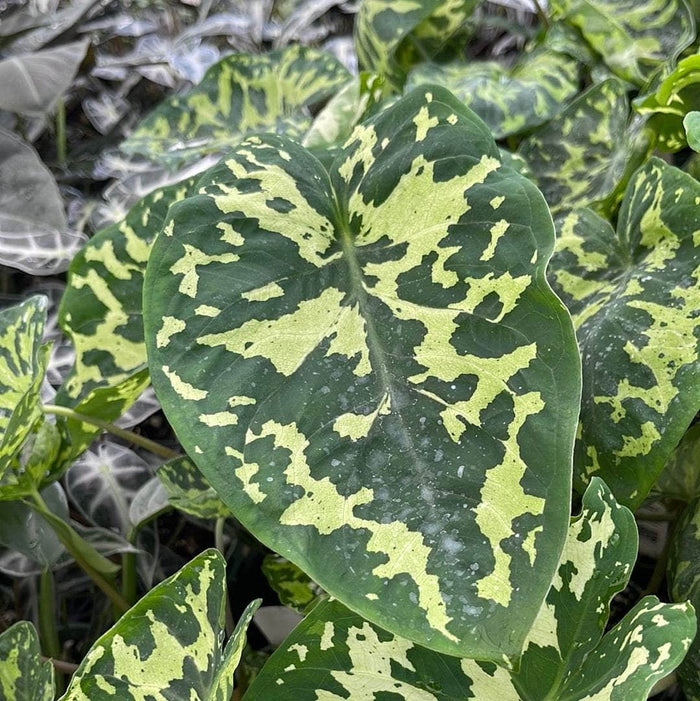 Gabriella Plants Alocasia 4" Caladium praetermissum 'Hilo Beauty'