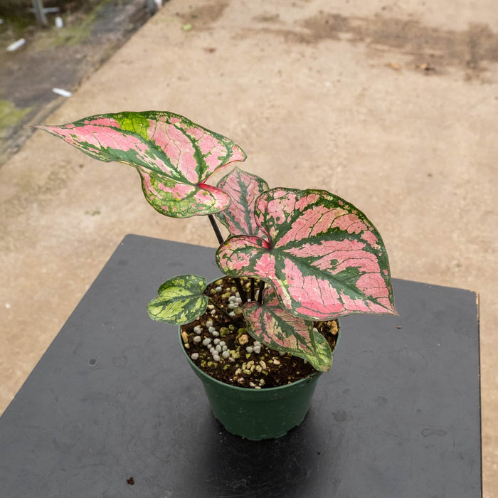 Gabriella Plants Caladium 4" Caladium ‘Purple Light’
