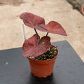 Gabriella Plants Caladium 4" Caladium ‘Thai Red’