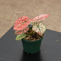 Gabriella Plants Caladium 4" Caladium “Wedding Dress’
