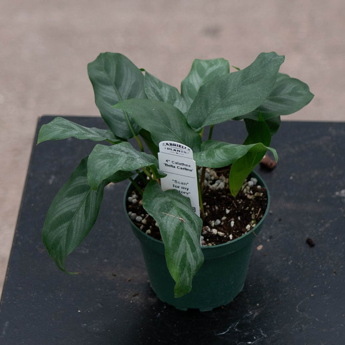 Gabriella Plants Calathea 4" Calathea 'Bella Carlina’