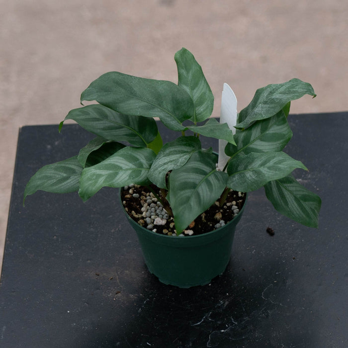 Gabriella Plants Calathea 4" Calathea 'Bella Carlina’