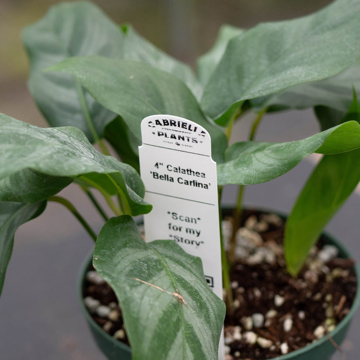 Gabriella Plants Calathea 4" Calathea 'Bella Carlina’