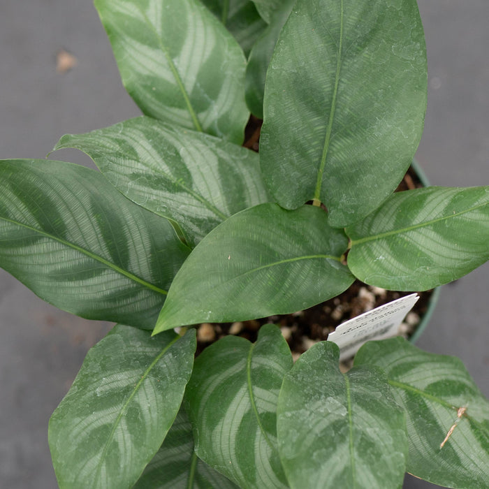 Gabriella Plants Calathea 4" Calathea 'Bella Carlina’